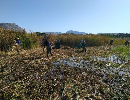 Reed clearing day at Soralia Village wetland