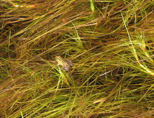 Frog Flair at Kenilworth Racecourse Conservation Area