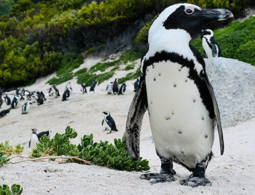 African Penguin Awareness Day: Celebrating African Penguins and Their Rangers