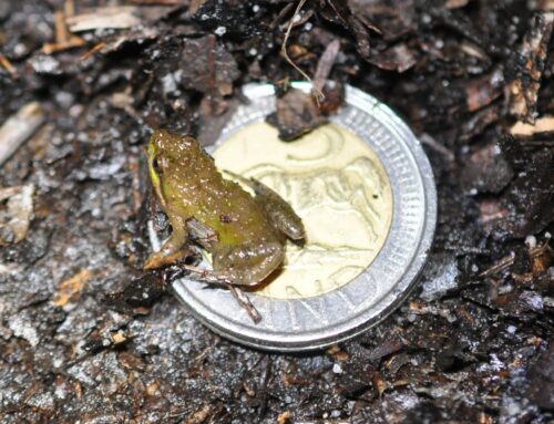World Frog Day 2024 – Micro frog: The mighty impact of tiny frogs