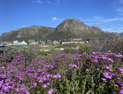 Embracing the Green: Celebrating Plant Appreciation Day and Conservation Efforts in South Africa