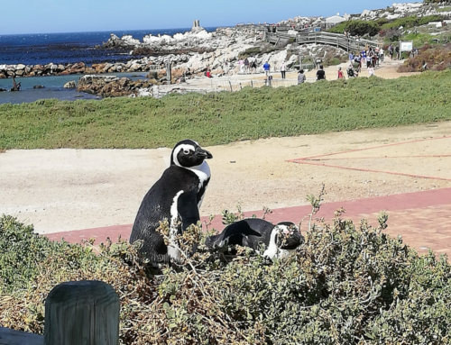 10 Years to save the African Penguin!