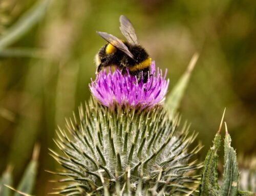 World Bee Day: Nature Connect and Cape Honeybees Empowering Fynbos Restoration
