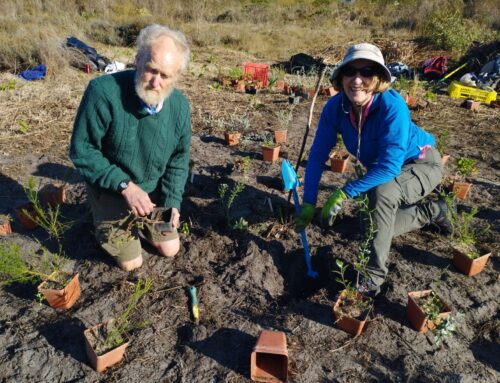 Make A Difference Week: Ecological Restoration of Cape Flats Sand Fynbos at Kenilworth Racecourse: A collaboration with the Society for Ecological Restoration Africa