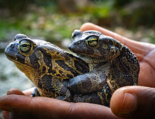 Protecting South Africa’s endangered amphibian through innovative conservation efforts