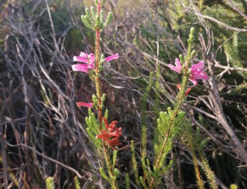 From extinction to existence: how KRCA is reviving the Erica verticillata