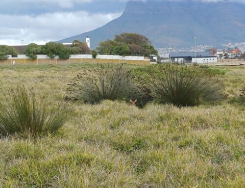 A rare sight: The Cape grysbok emerges in Zoarvlei – a conservation triumph!